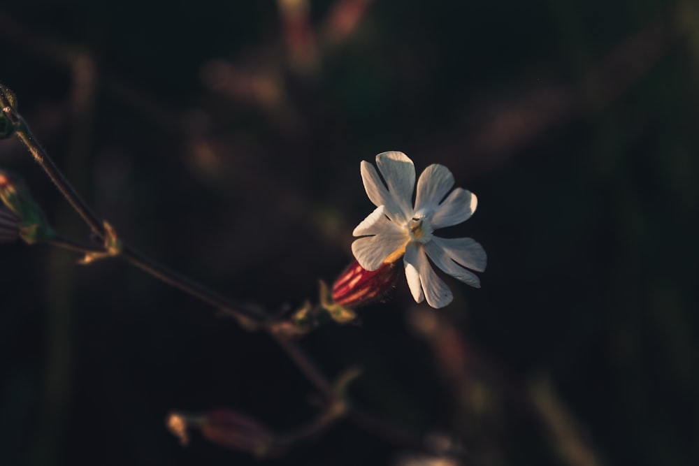 Une petite fleur blanche pousse sur une brindille