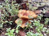 Mushrooms growing in a natural forest setting surrounded by lush green leaves and branches. The ground is covered with fallen pine needles and old wood, contributing to a moist, earthy environment.