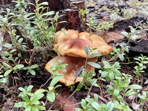 Mushrooms growing in a natural forest setting surrounded by lush green leaves and branches. The ground is covered with fallen pine needles and old wood, contributing to a moist, earthy environment.