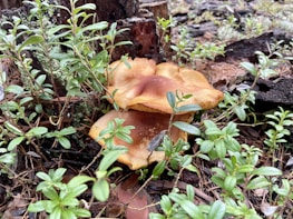 Mushrooms growing in a natural forest setting surrounded by lush green leaves and branches. The ground is covered with fallen pine needles and old wood, contributing to a moist, earthy environment.