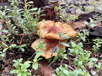 Mushrooms growing in a natural forest setting surrounded by lush green leaves and branches. The ground is covered with fallen pine needles and old wood, contributing to a moist, earthy environment.
