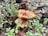 Mushrooms growing in a natural forest setting surrounded by lush green leaves and branches. The ground is covered with fallen pine needles and old wood, contributing to a moist, earthy environment.