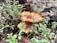 Mushrooms growing in a natural forest setting surrounded by lush green leaves and branches. The ground is covered with fallen pine needles and old wood, contributing to a moist, earthy environment.