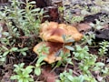 Mushrooms growing in a natural forest setting surrounded by lush green leaves and branches. The ground is covered with fallen pine needles and old wood, contributing to a moist, earthy environment.