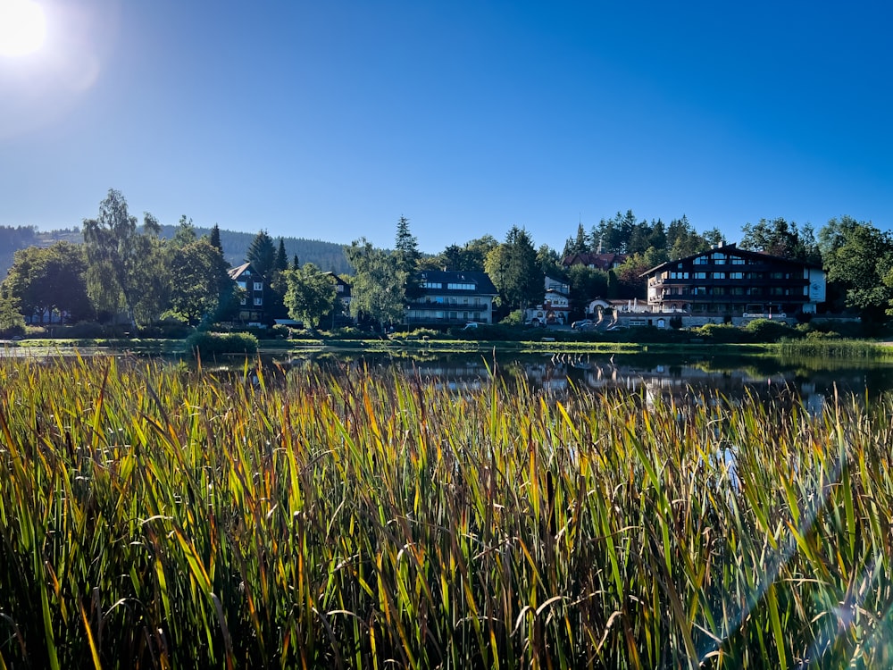 a lake surrounded by tall grass next to a forest