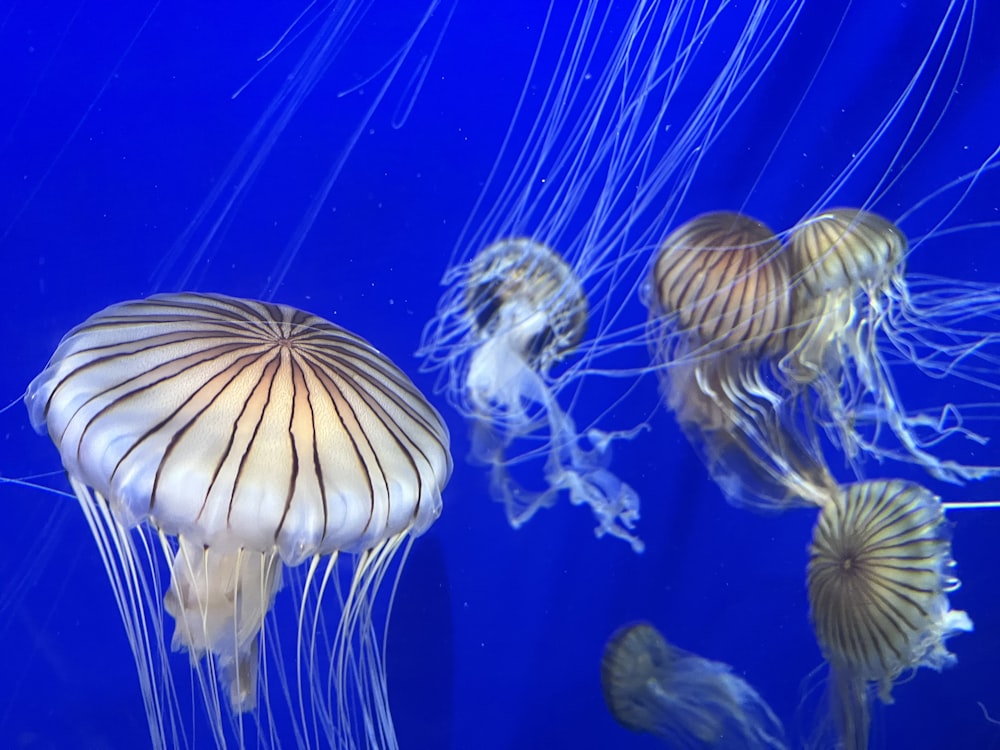 a group of jellyfish swimming in an aquarium