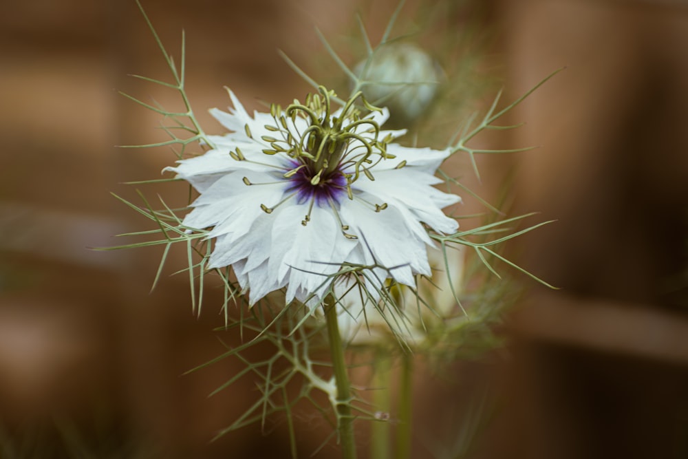 a close up of a white flower with a blurry background