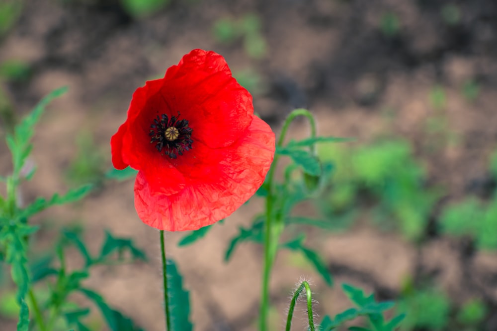 a red flower with a black center in a field