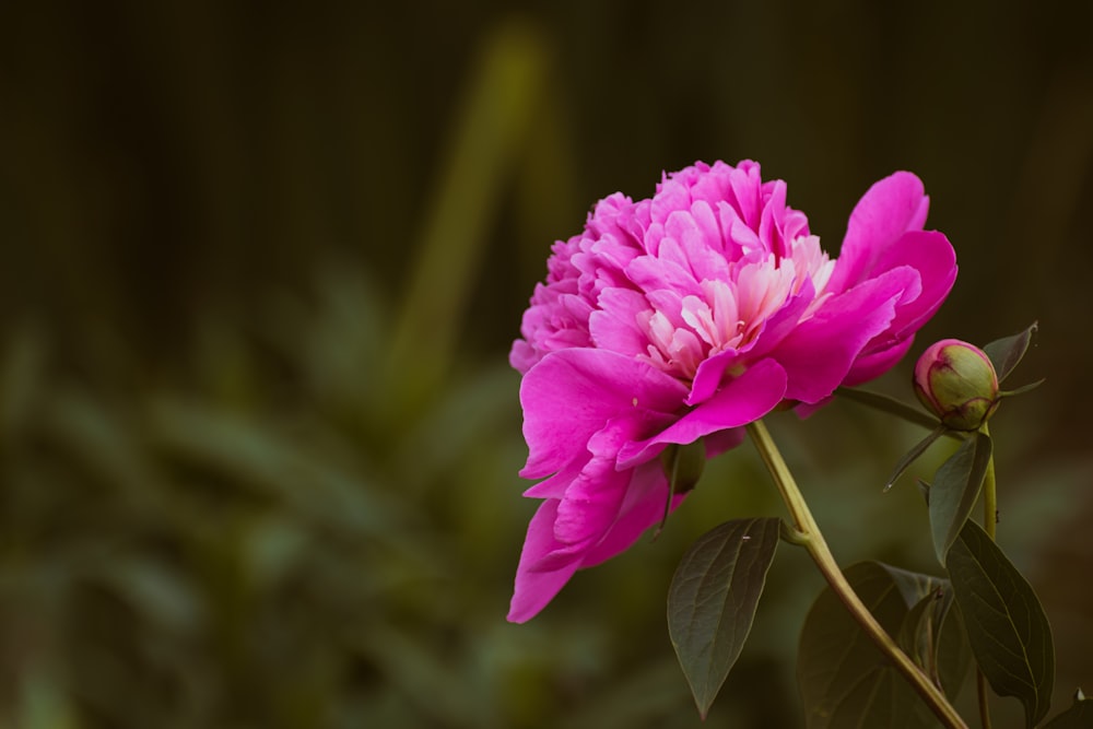 a pink flower with green leaves in the background