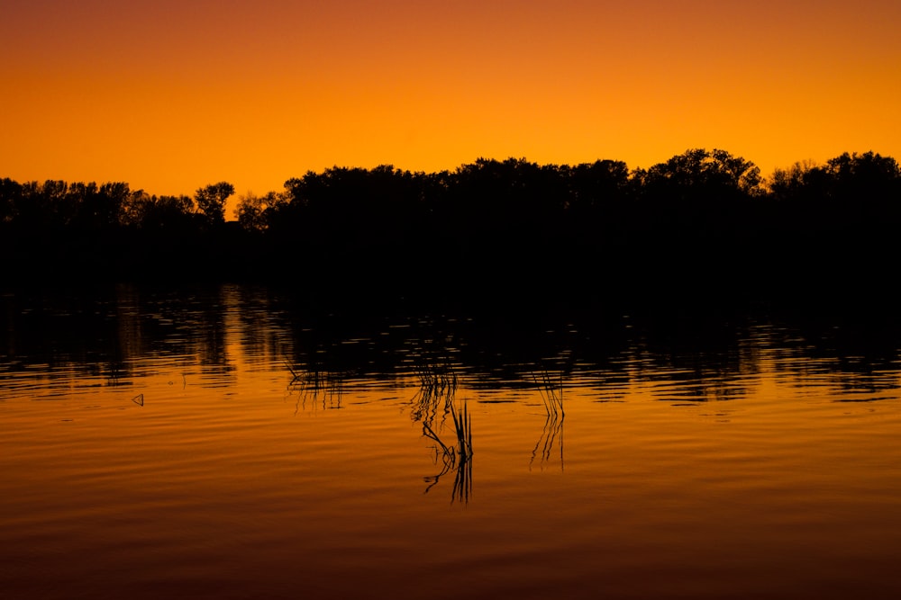 a body of water with trees in the background