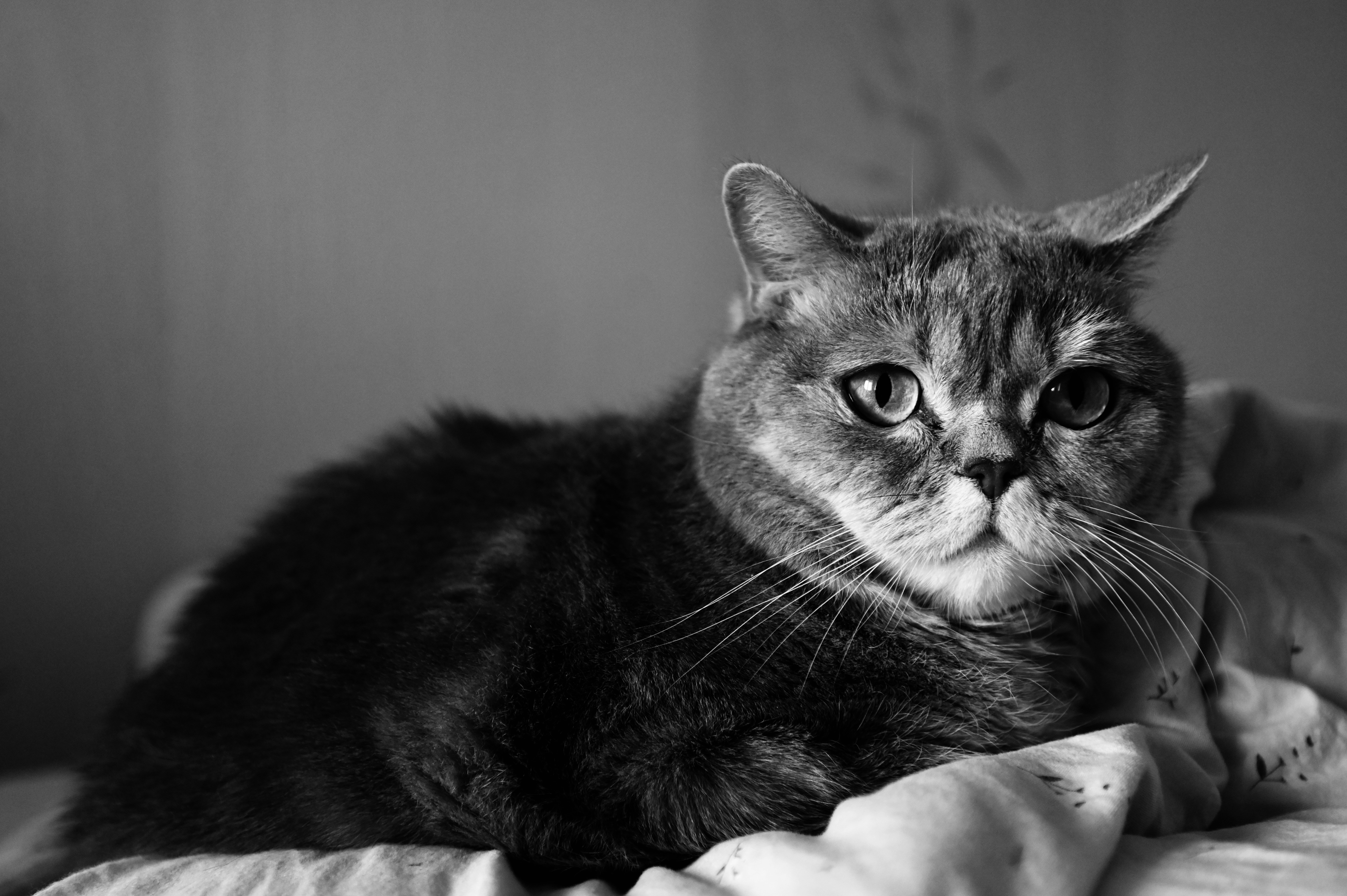 a black and white photo of a cat laying on a bed