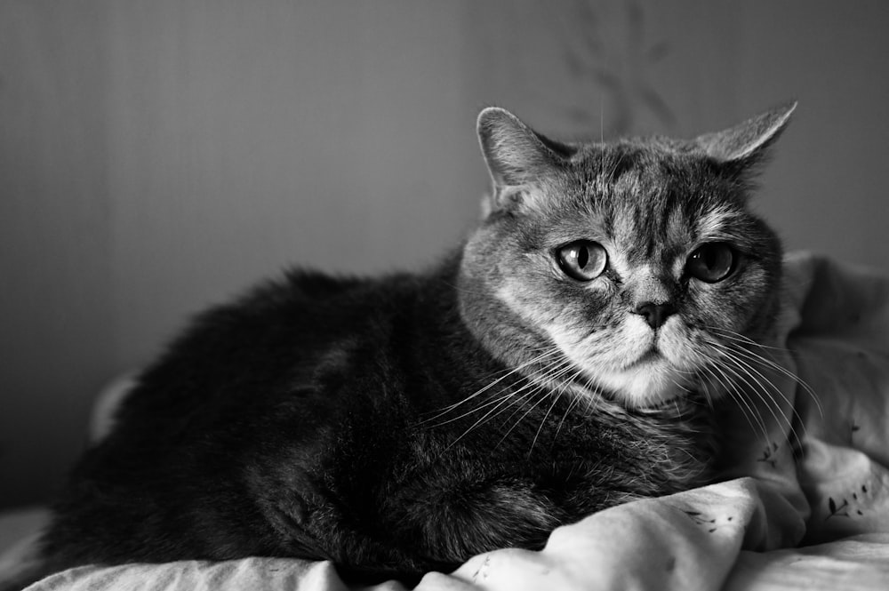 a black and white photo of a cat laying on a bed