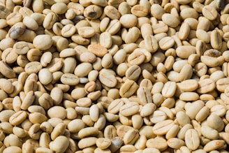 A close-up view of a large collection of unroasted coffee beans, with a pale beige color and a smooth, oval shape. The beans are laid out in a random, dense pattern, showcasing their natural imperfections.