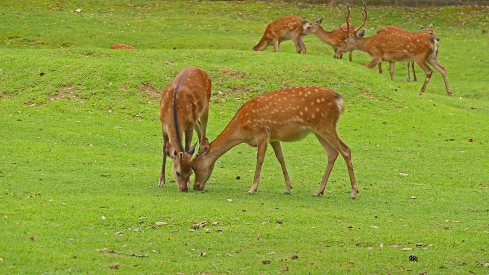 a herd of deer grazing on a lush green field