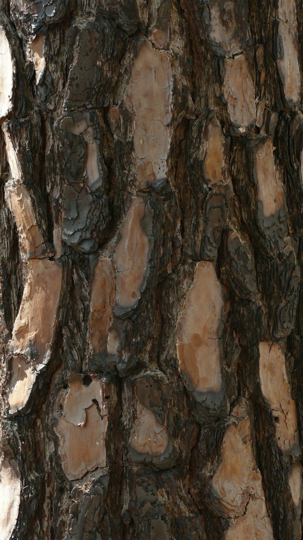 a close up of the bark of a tree