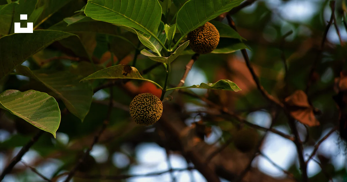 A close up of a tree with fruit on it photo – Free Odisha Image on Unsplash