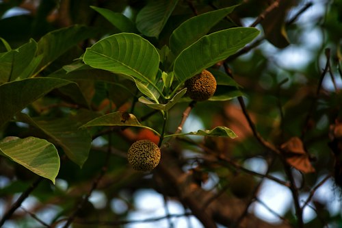 Chhena Poda (Sweet)