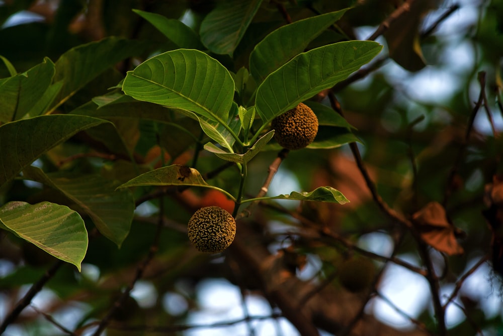 Nahaufnahme eines Baumes mit Früchten darauf