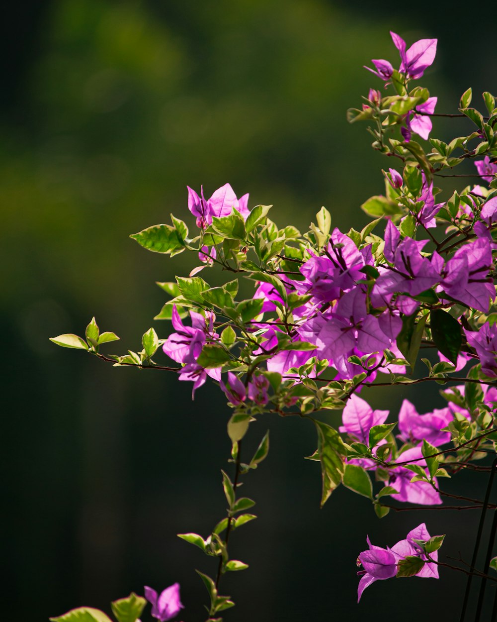 a bush of purple flowers with green leaves