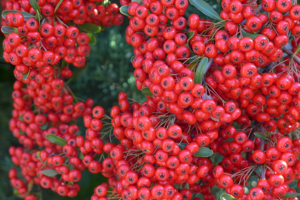 a bunch of red berries hanging from a tree