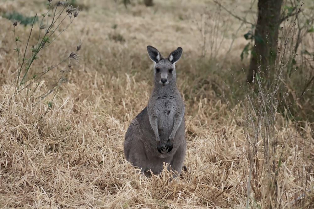 a kangaroo standing in a field of dry grass