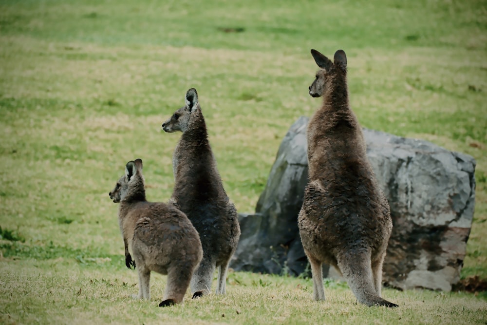 a couple of kangaroos that are standing in the grass