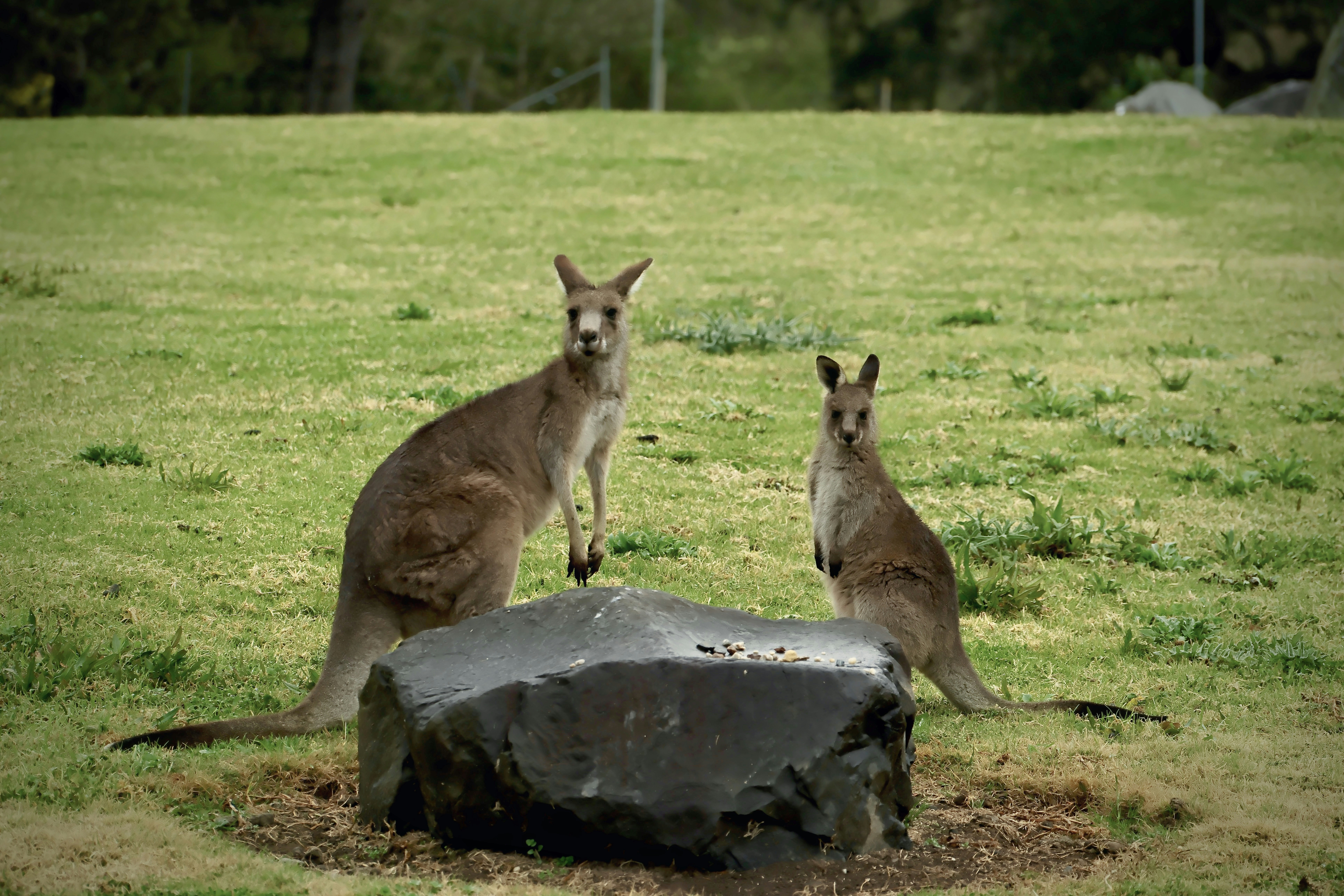 Caversham Wildlife Park