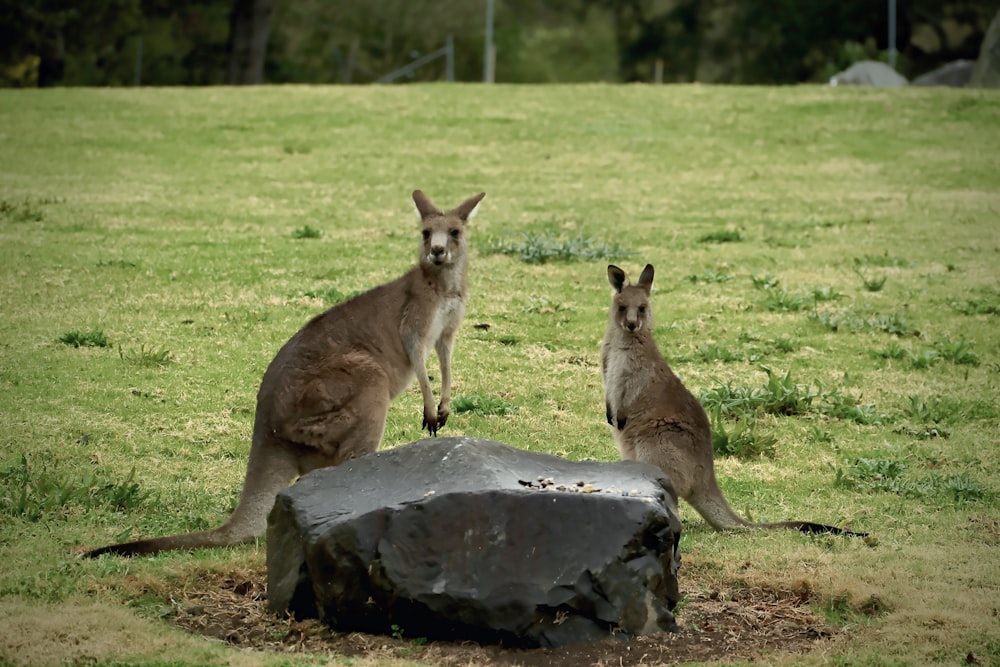 a couple of kangaroos that are standing in the grass