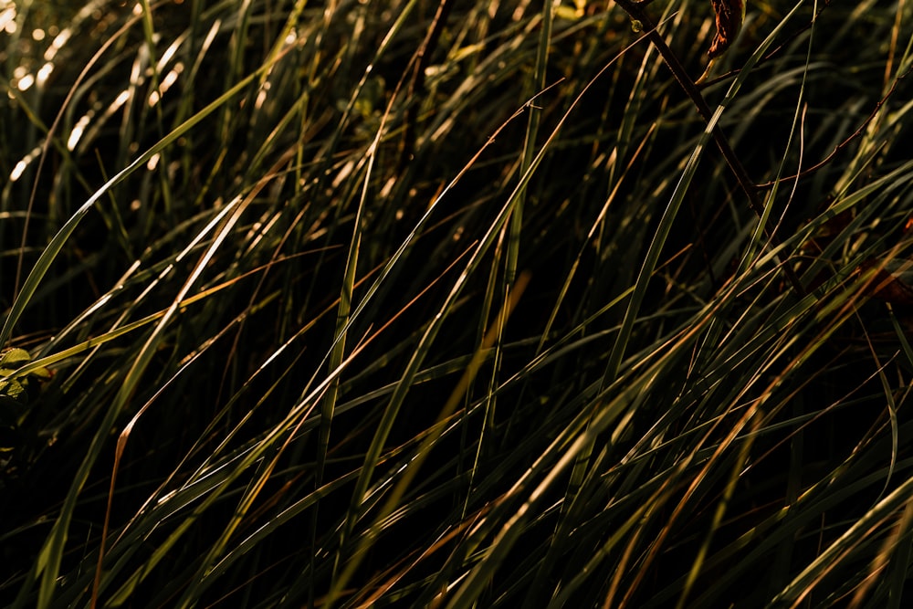 a close up of a bunch of tall grass