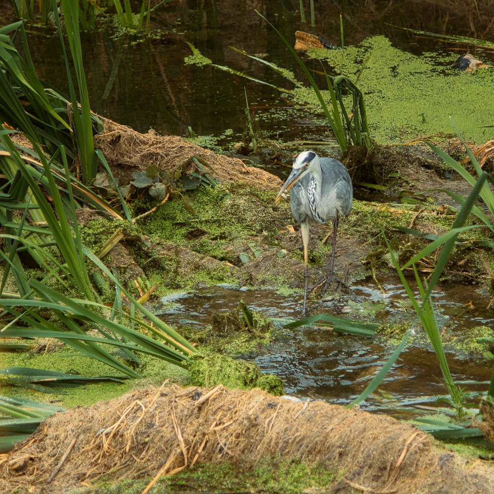 a bird is standing in a swampy area