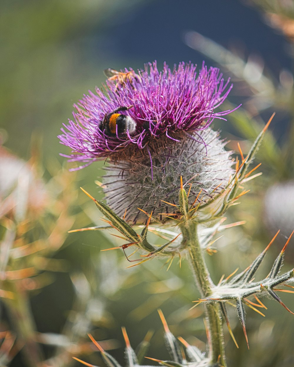 a close up of a flower with a bee on it