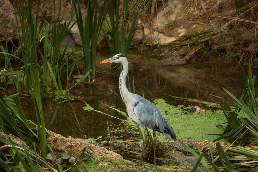 a blue heron standing in a swampy area