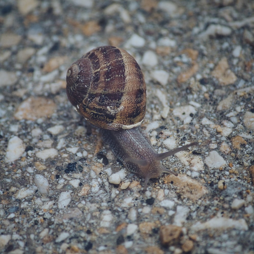 a small snail crawling on a gravel road