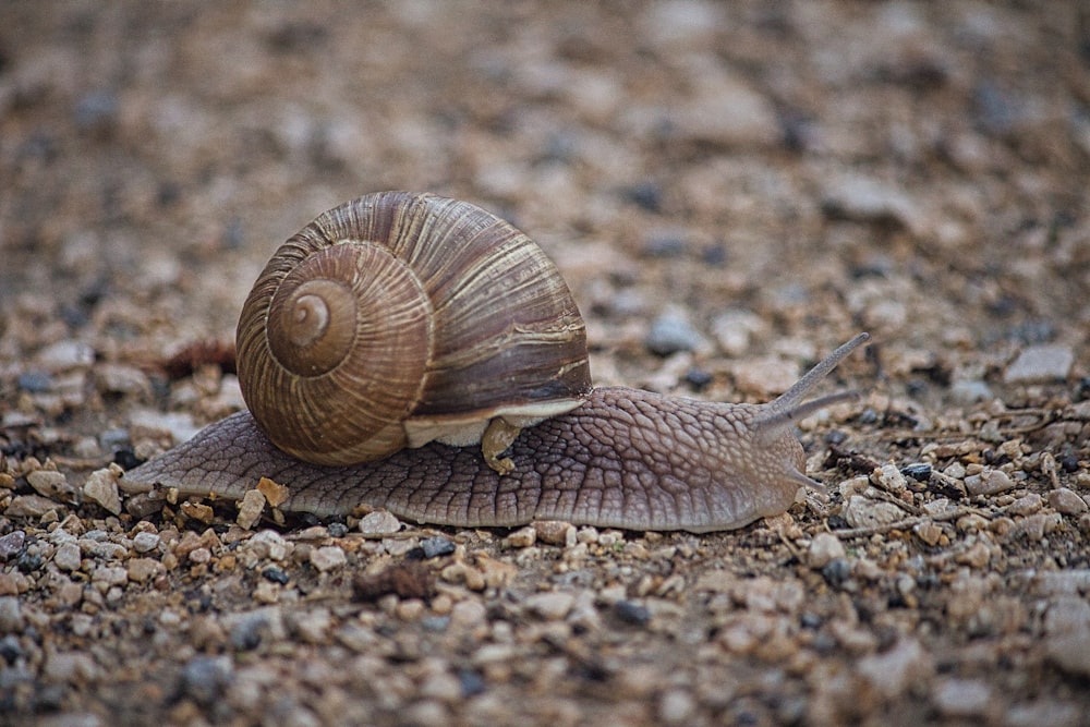 a close up of a snail on a gravel ground