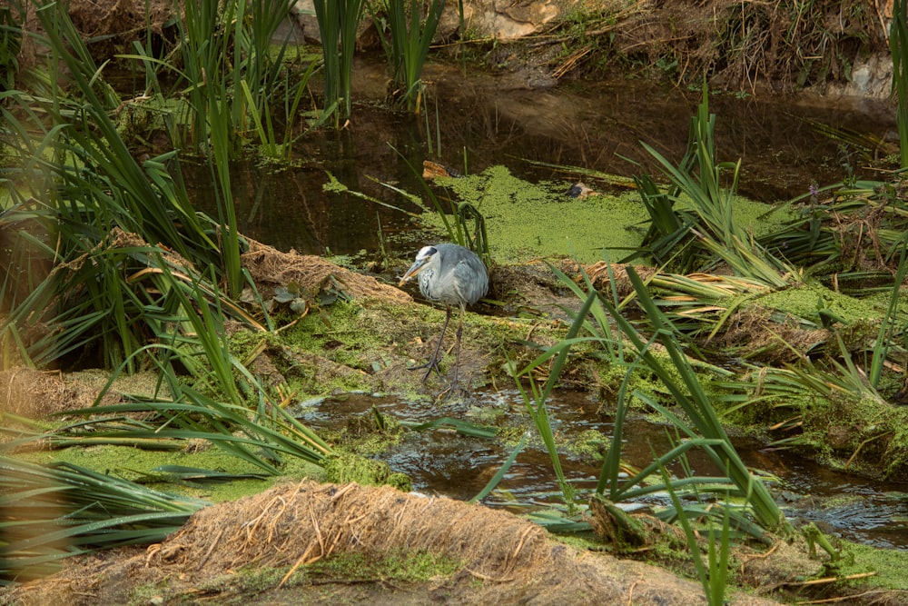 a bird that is sitting in the grass