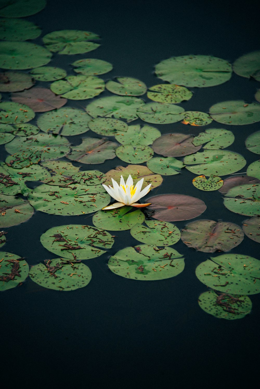 a white water lily floating on top of a pond