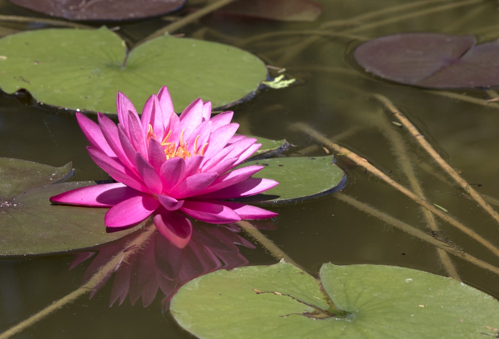 a pink water lily in a pond with lily pads