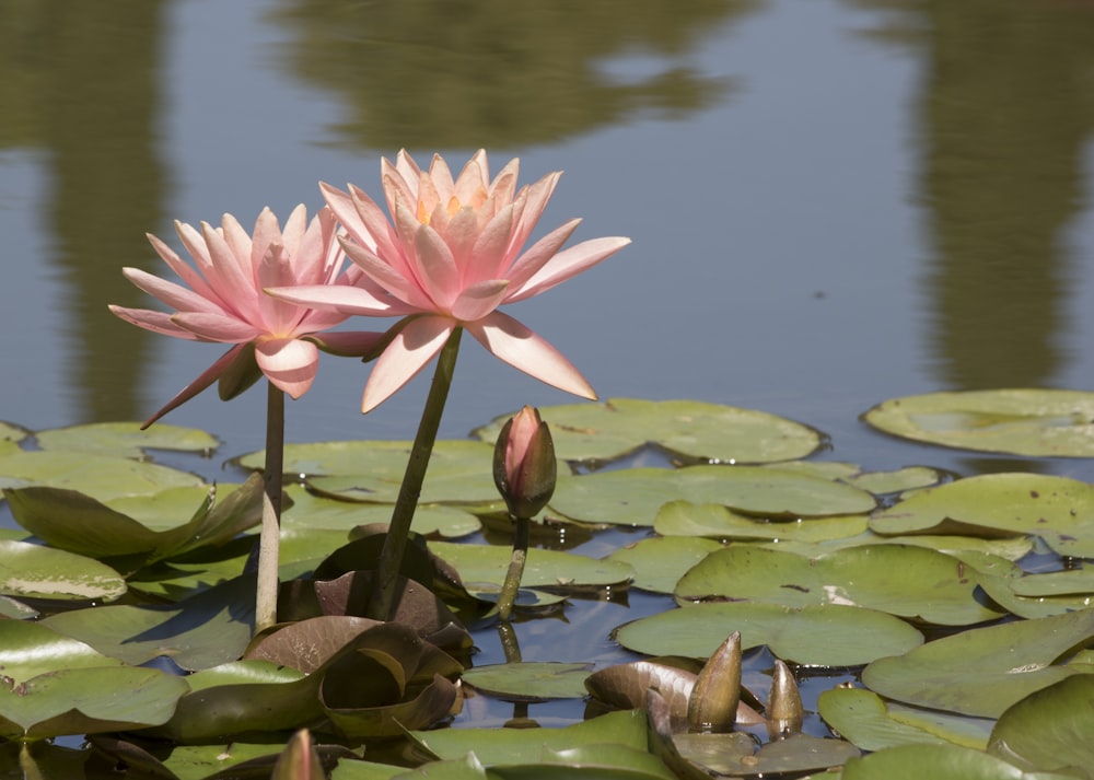 Zwei rosa Seerosen in einem Teich mit Seerosenblättern