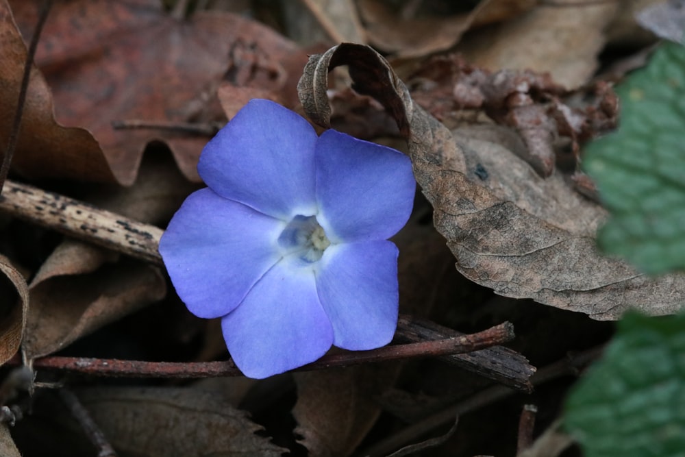 a small blue flower sitting on top of leaves