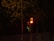 A traffic signal with a visible countdown displays a red light, indicating a stop. The number 25 is illuminated above the red light. The scene is set at night with the traffic light partially concealed by overhanging branches from nearby trees.
