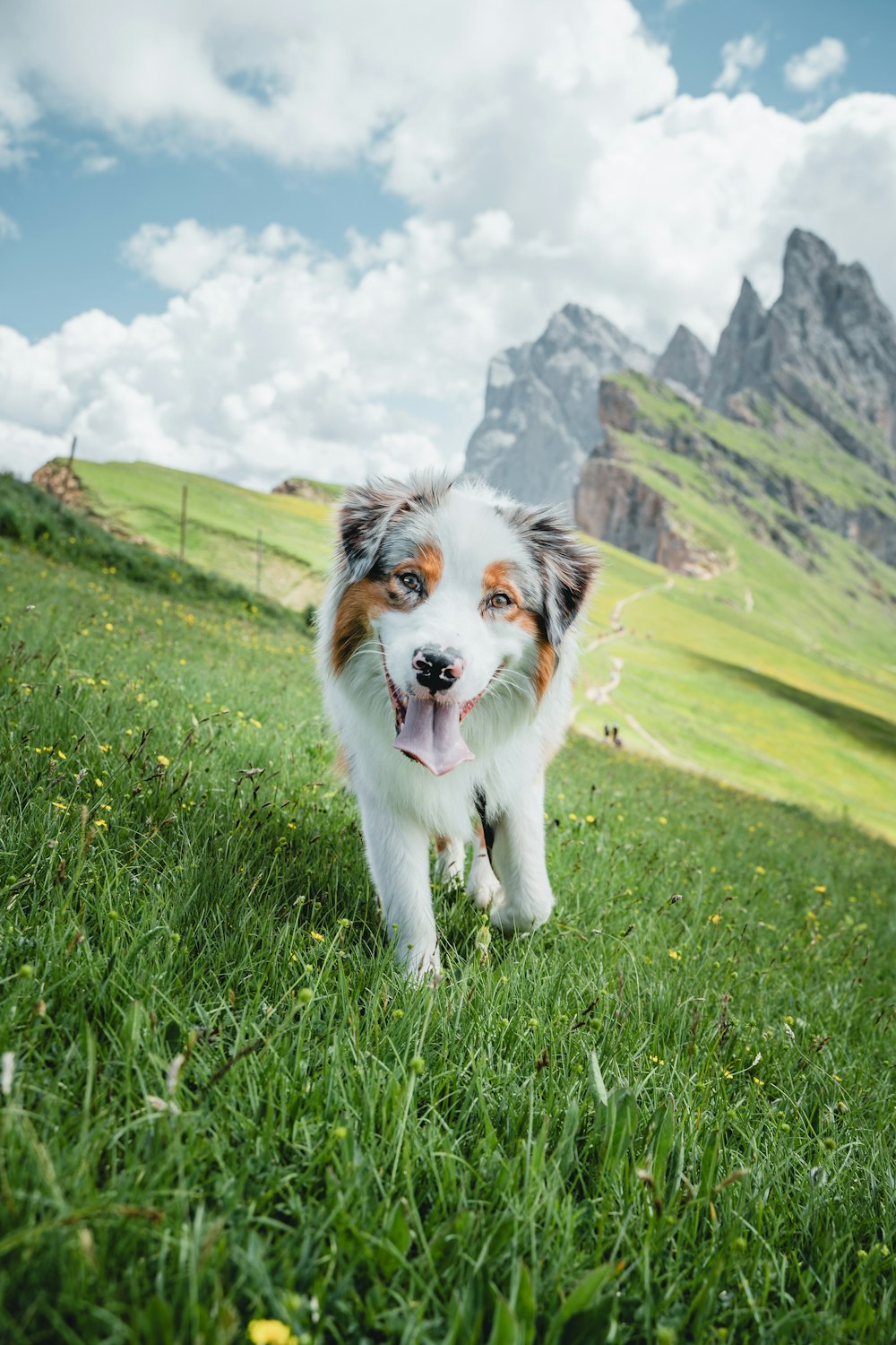 a white and brown dog walking across a lush green field