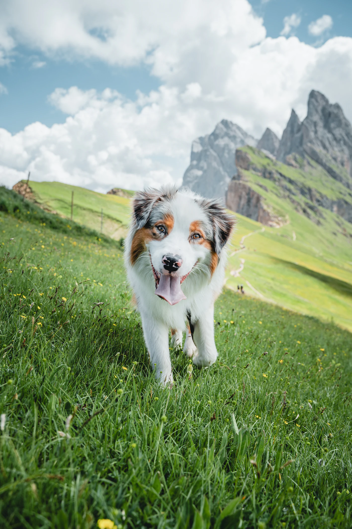 Australian Shepherd loopt door een groen weiland