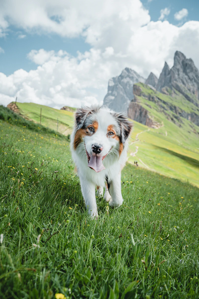 Sorcha walking across an alpine meadow below jagged peaks