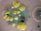 Various colonies of bacteria and fungi, including bright yellow and blue growths, are visible on an agar dish. The colonies appear in different sizes and textures, highlighting diverse morphological characteristics. There's a cluster of dense yellow formations amidst scattered blue specks, and a grayish, fuzzy circle to the right.