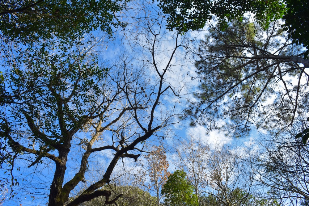 looking up at the tops of trees in a forest