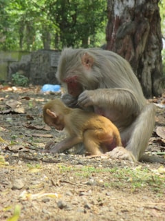 A trainer gently grooming a stumptail monkey, showcasing the sanctuary’s attentive care.