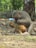 A gentle pigtail monkey being brushed by a caring sanctuary staff member inside a cozy enclosure.