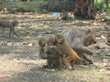 A group of playful monkeys interacting near a natural water source inside the zoo.
