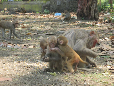 A group of playful monkeys interacting near a natural water source inside the zoo.