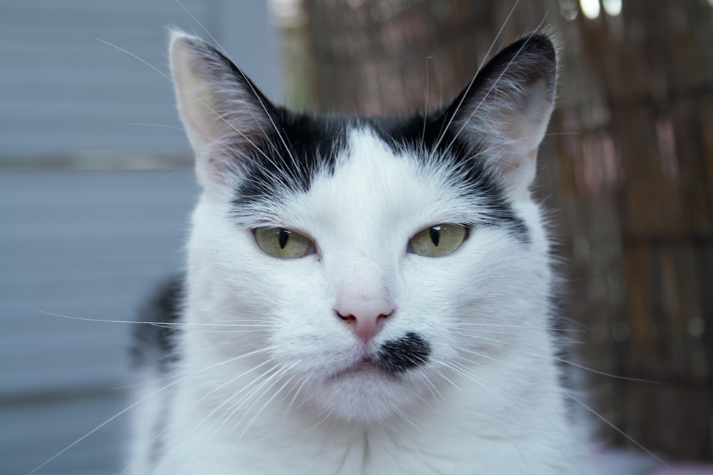 a black and white cat with a mustache